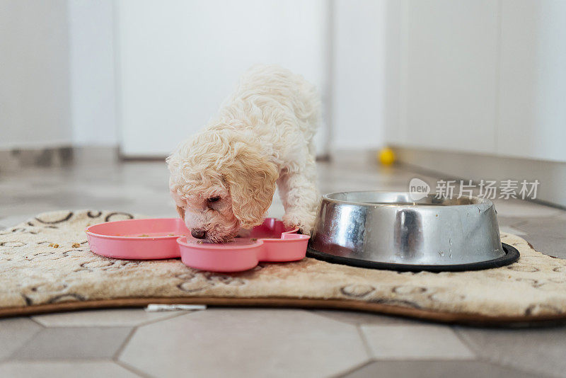 可爱的Lagotto Romagnolo小狗吃